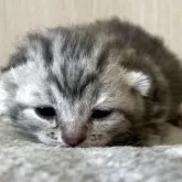 アメリカンショートヘア