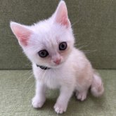 アメリカンショートヘア