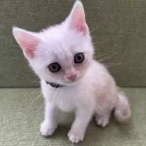 アメリカンショートヘア