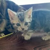 アメリカンショートヘア【岩手県・男の子・2024年11月16日・シルバータビー】の写真1