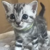 アメリカンショートヘア