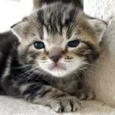 アメリカンショートヘア