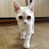 アメリカンショートヘア