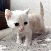 アメリカンショートヘア【岩手県・男の子・2025年4月29日・クリームタビー】の写真10