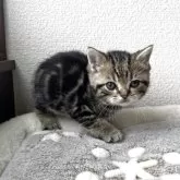 アメリカンショートヘア【岩手県・男の子・2025年3月24日・ブラウンタビー】の写真2