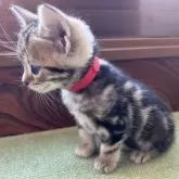 アメリカンショートヘア【岩手県・女の子・2025年8月19日・ブラウンパッチドタビー】の写真3