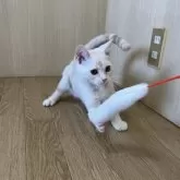 アメリカンショートヘア【岩手県・男の子・2025年4月29日・クリームタビー】の写真5