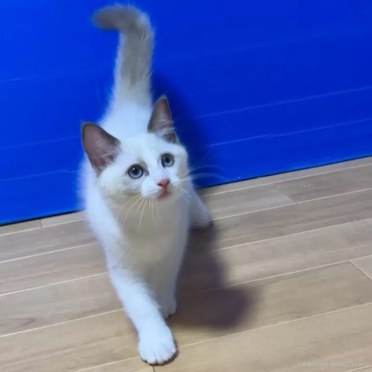 颯 様のお迎えした子猫