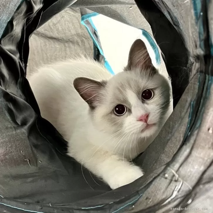 ラグドール【群馬県・女の子・2025年6月24日・ブルーポイントバイカラー】の写真1