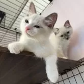 ラグドール【群馬県・女の子・2024年10月10日・ブルーポイントバイカラー】の写真9