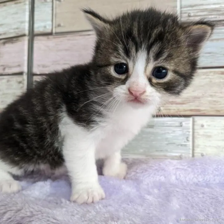 ID：2210-02574の子猫
