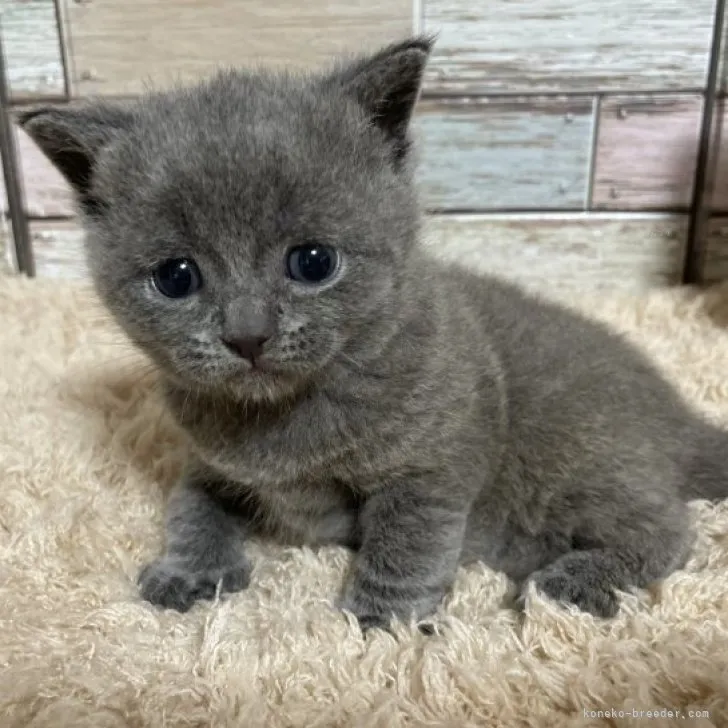 ID：2310-01467の子猫