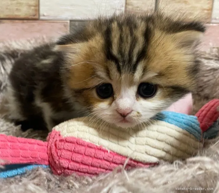 ID：2206-00040の子猫