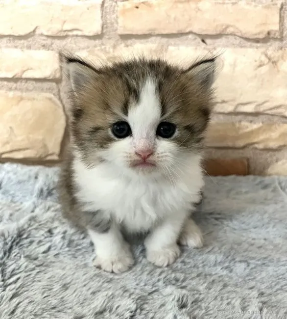 ID：2204-00778の子猫