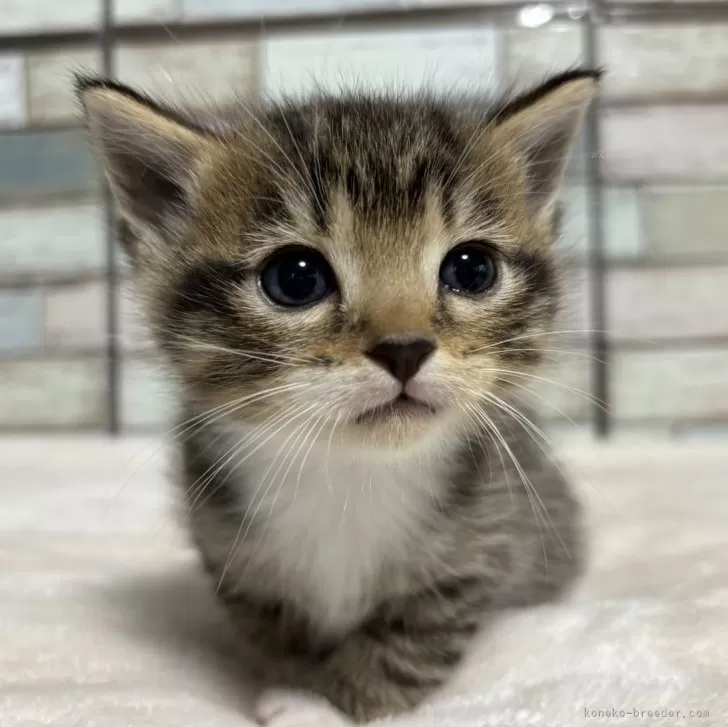 ID：2411-00401の子猫