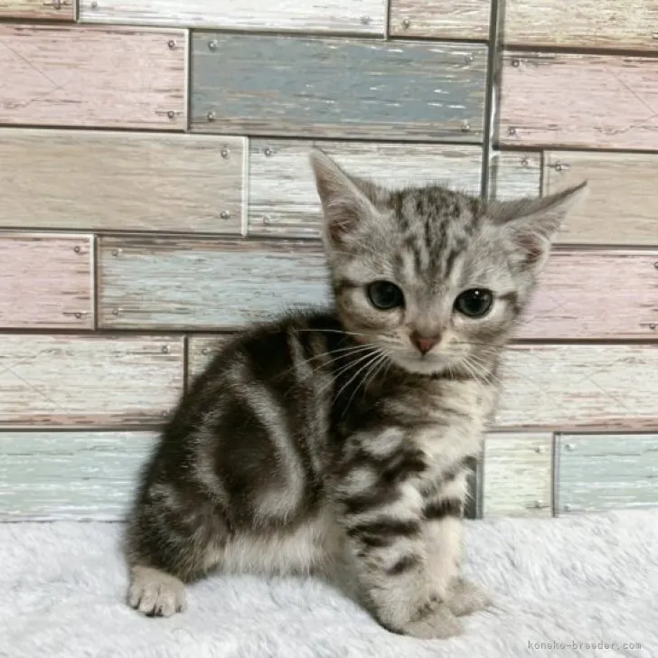 ID：2305-00736の子猫