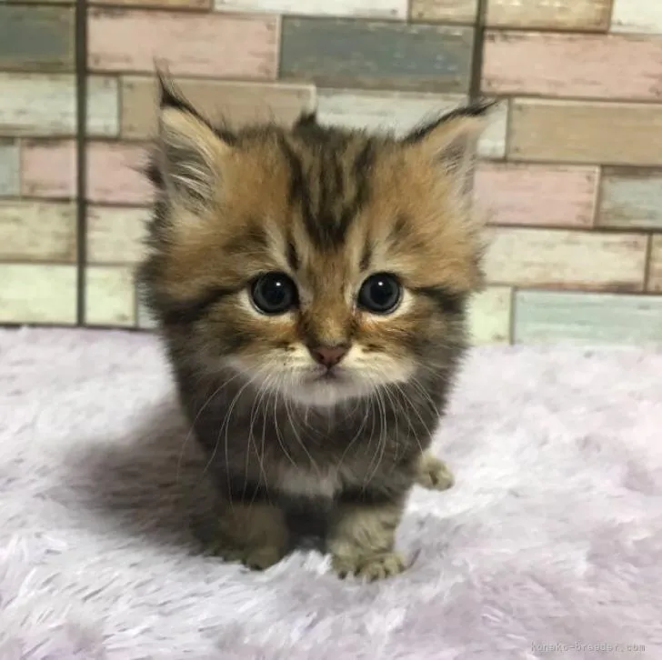ID:2211-02017の子猫