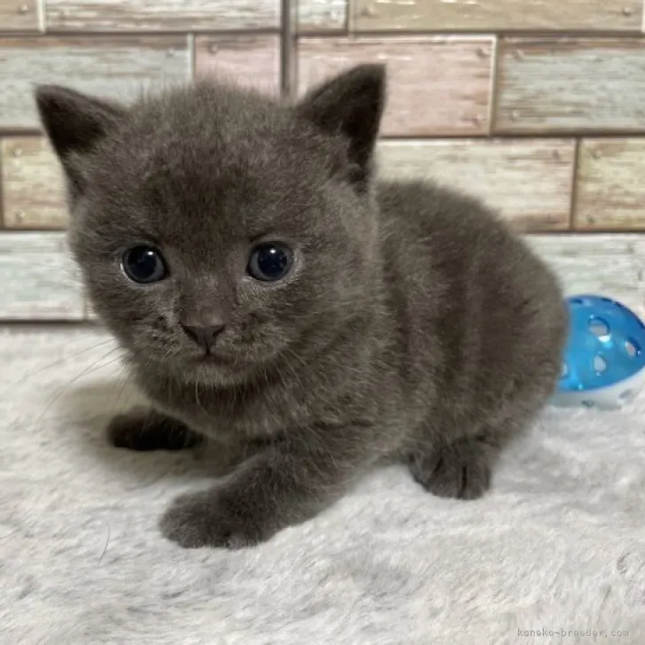 ID:2310-01580の子猫