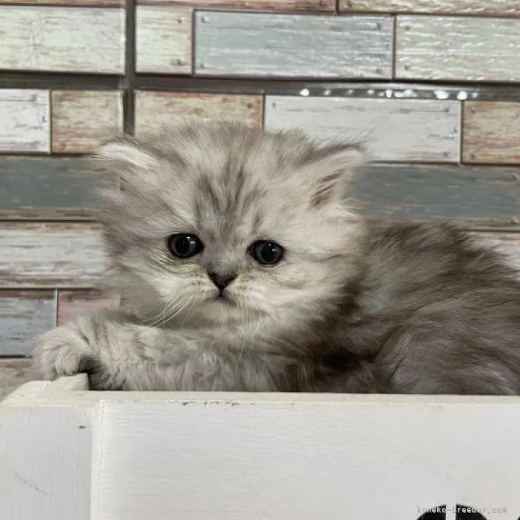 ID:2302-01092の子猫
