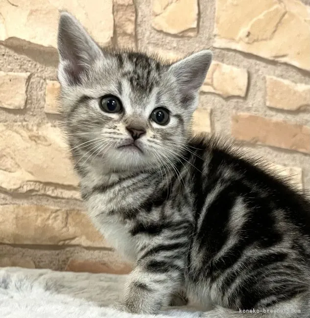 ID:2204-00753の子猫