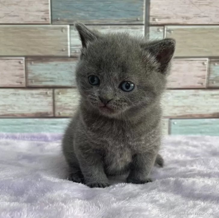 ID：2404-02066の子猫