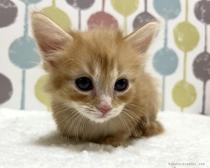 ID：2205-00525の子猫