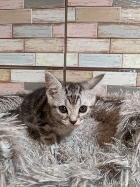 ID：2208-02750の子猫