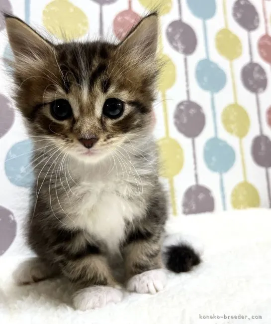 ID：2204-00688の子猫