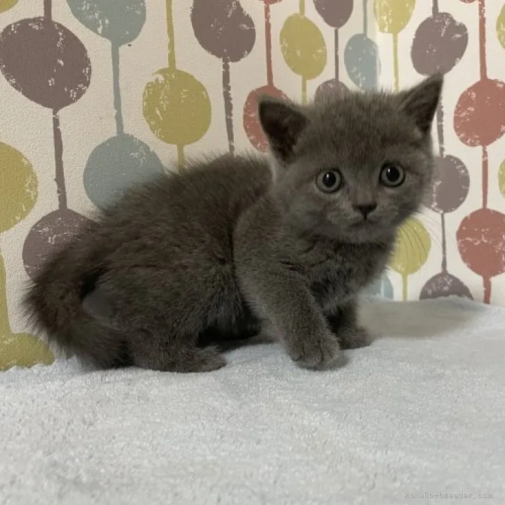 ID:2306-02287の子猫