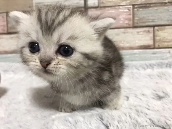 ID:2210-02333の子猫