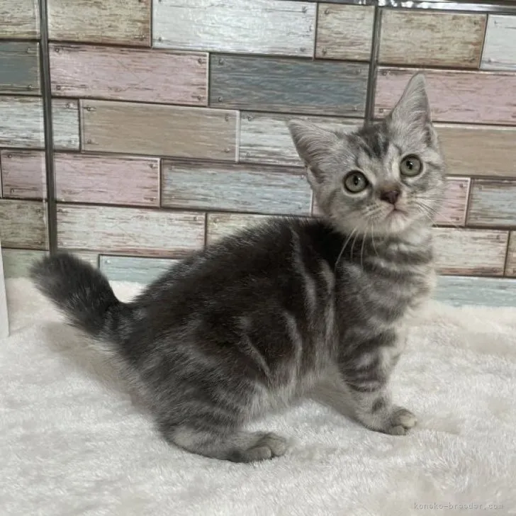 ID:2305-00743の子猫