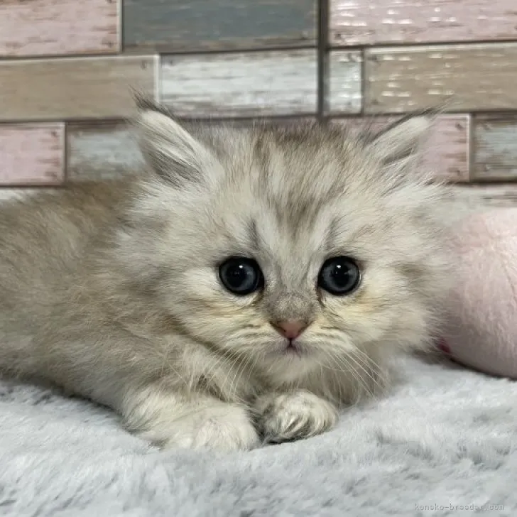 ID:2303-00792の子猫