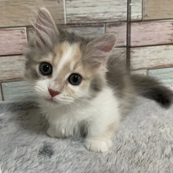 ID：2306-03425の子猫