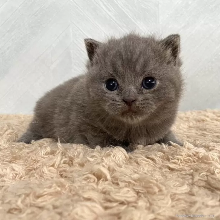 ID:2408-00144の子猫