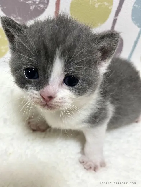 ID：2205-00317の子猫