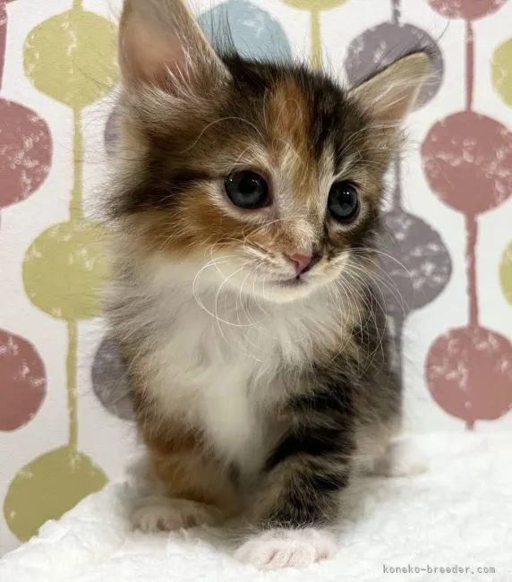 ID：2205-00524の子猫