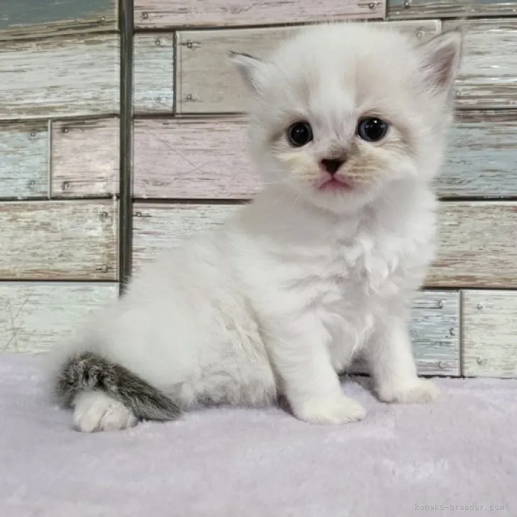 ID：2308-02638の子猫