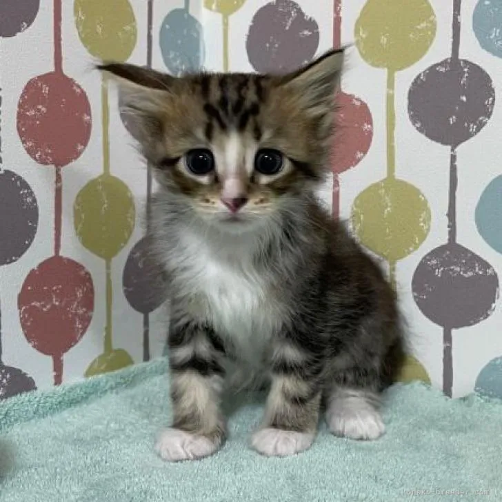 ID:2212-00983の子猫
