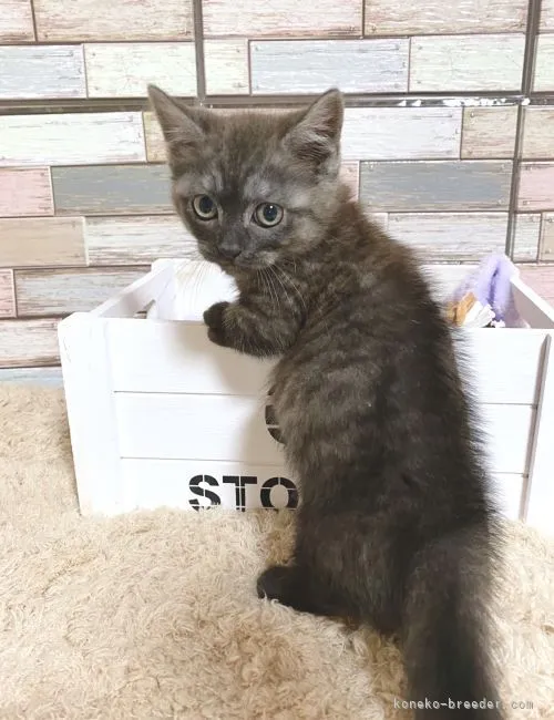 ID:2204-01920の子猫