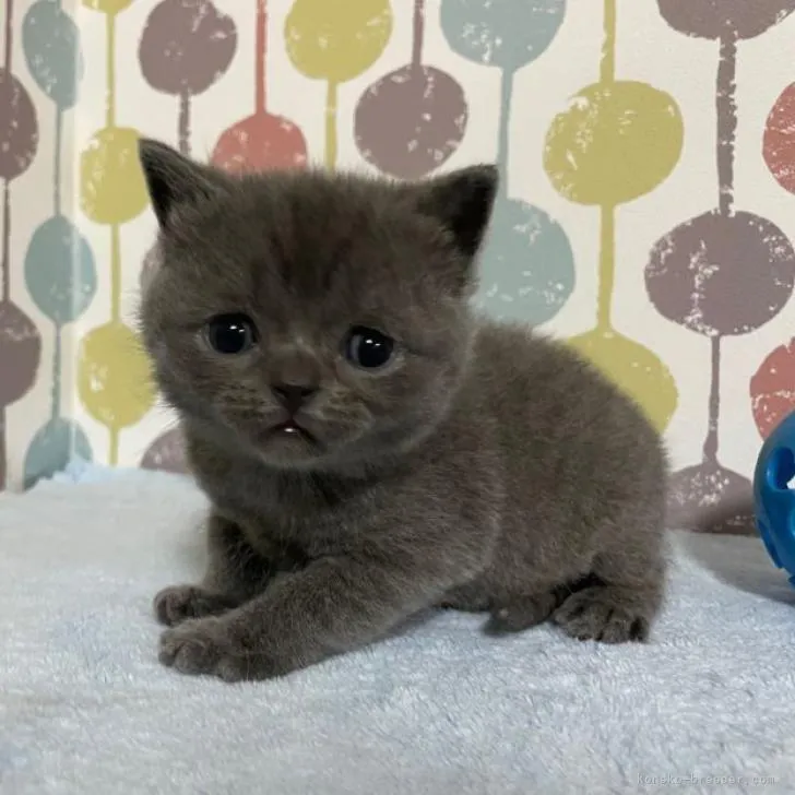 ID：2301-01731の子猫