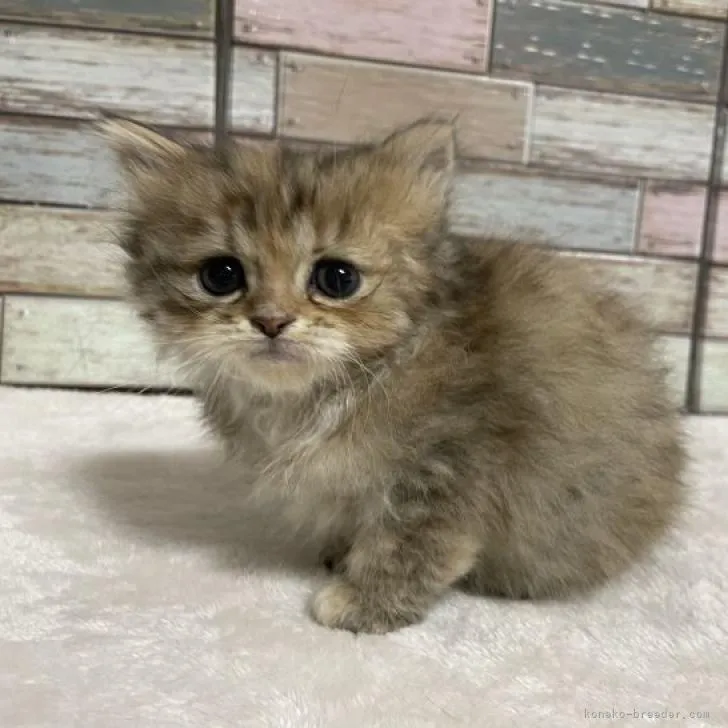 ID:2302-01082の子猫