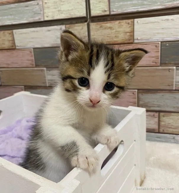 ID：2206-00053の子猫
