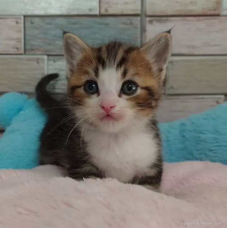 ID：2407-01735の子猫