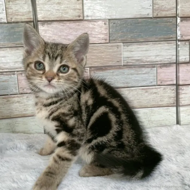 ID:2304-03178の子猫