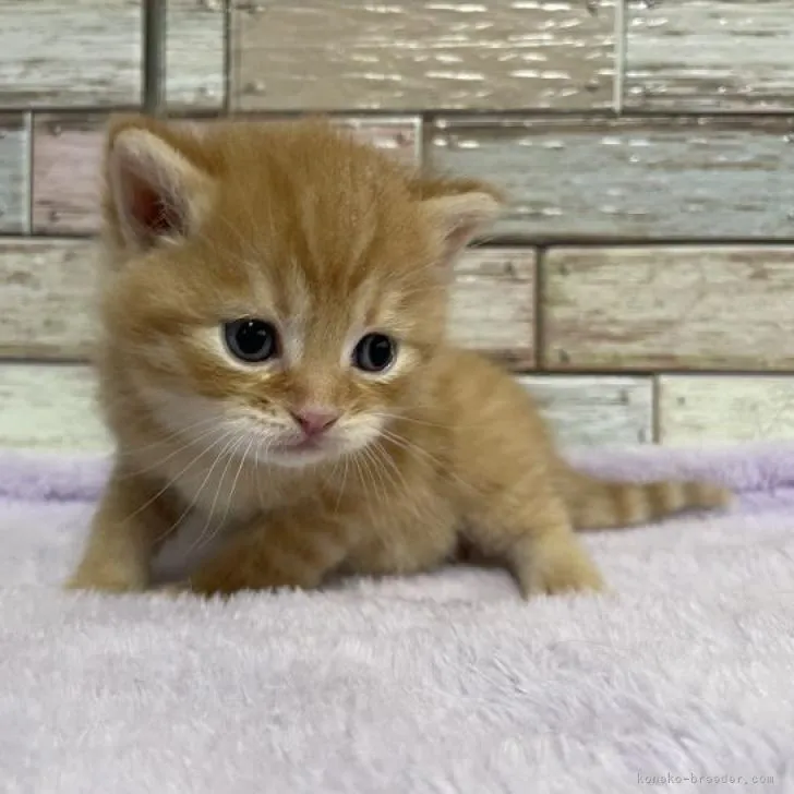 ID:2301-01676の子猫