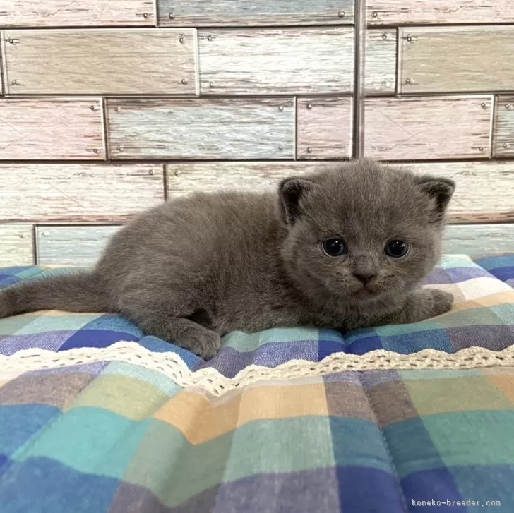 ID:2408-00146の子猫