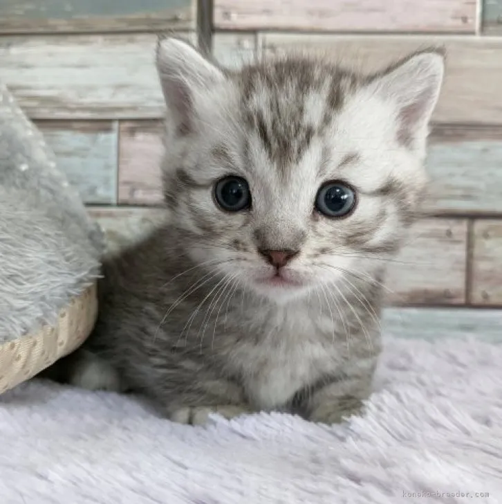 ID:2312-00270の子猫