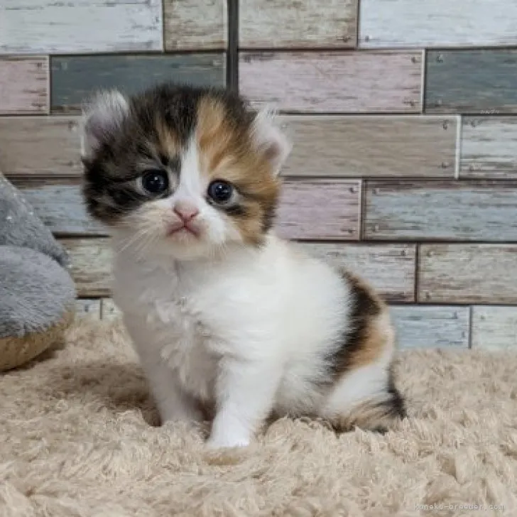 ID：2312-01291の子猫