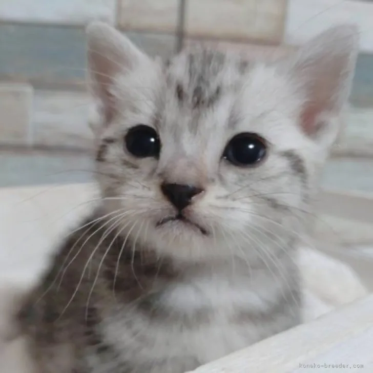 ID：2310-00834の子猫
