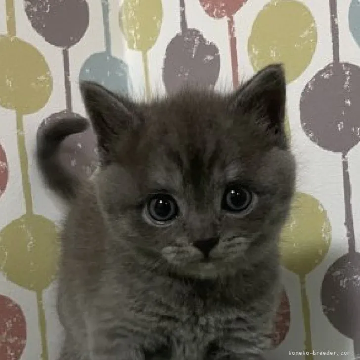 ID:2306-00861の子猫